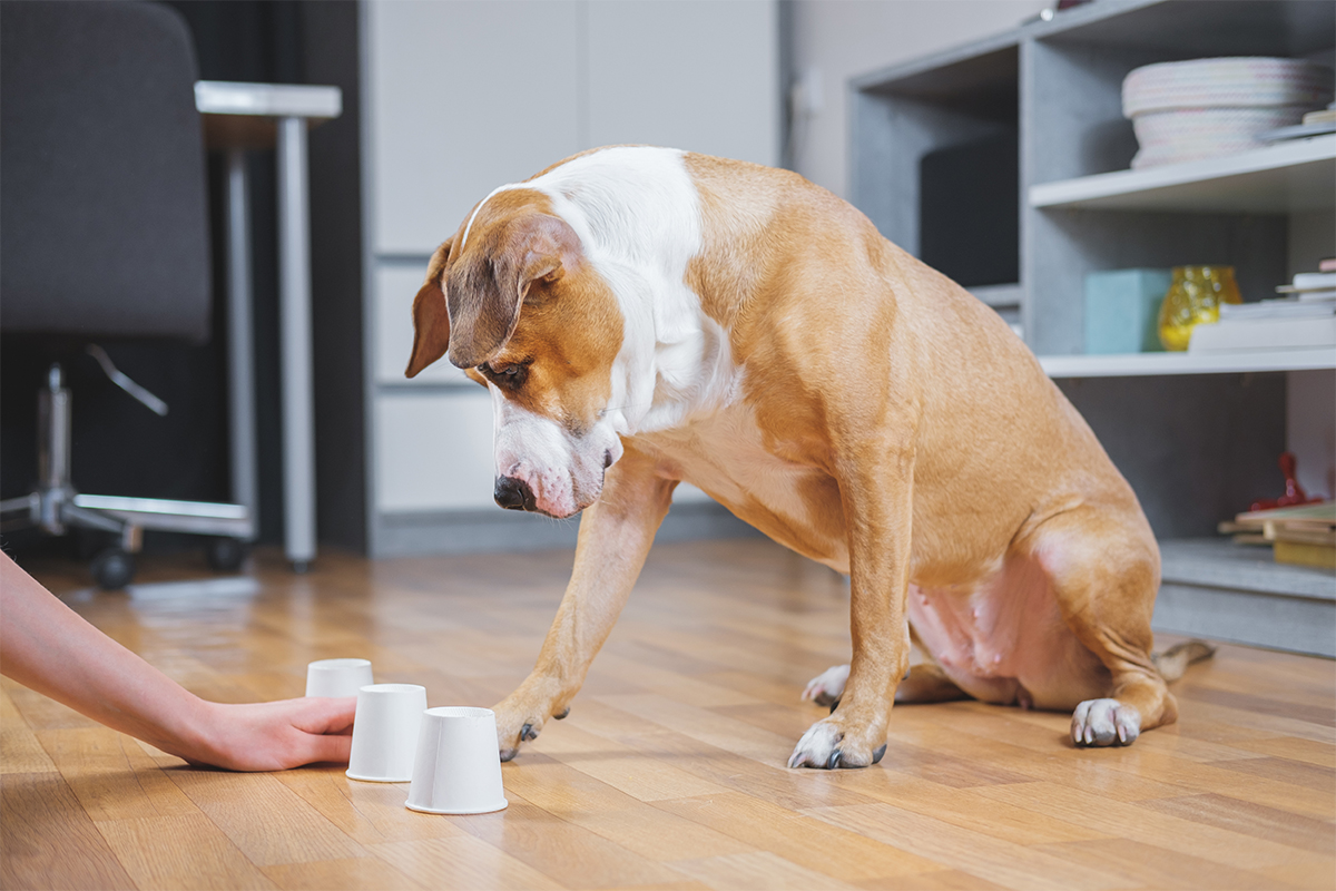 hond gelukkig spelen blij tegen verveling