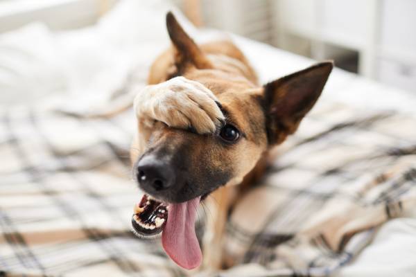 Met hond binnen spelen: verstoppertje