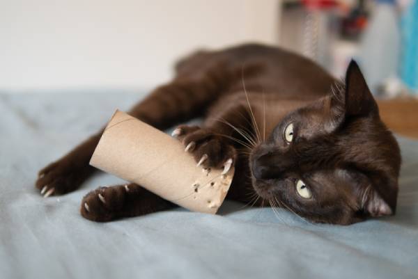 Laat kat ook binnen spelen: toiletrol