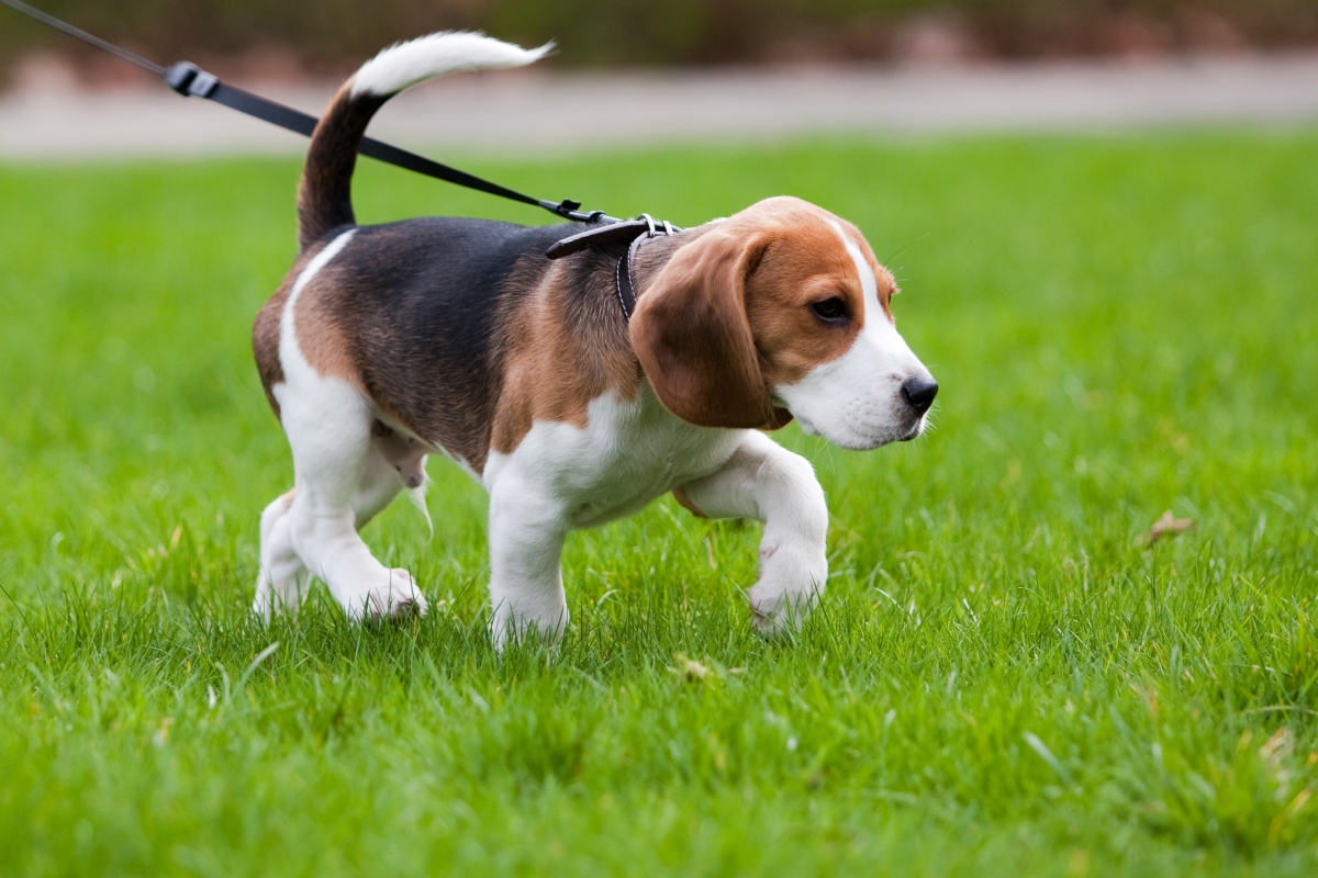 hond uitlaten wandelen lopen