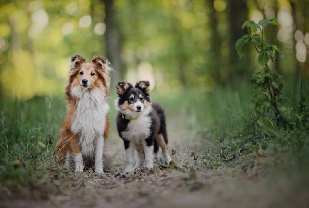 Wormbesmetting honden