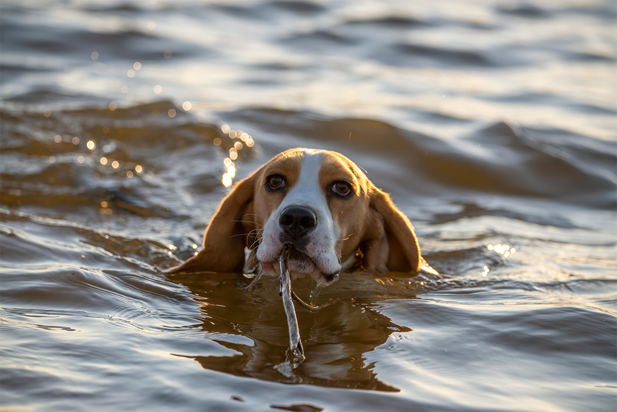 Oorontsteking hond zwemmen