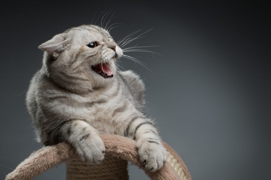 the photo very agressive cat, scottish-straight,  on dark blue background