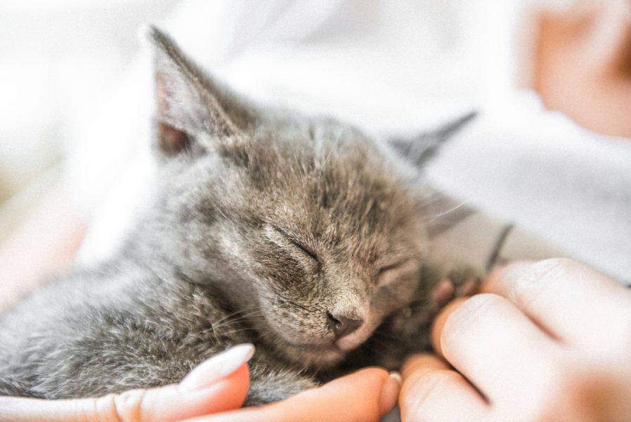 Cute kitten sleeping in the hands of human