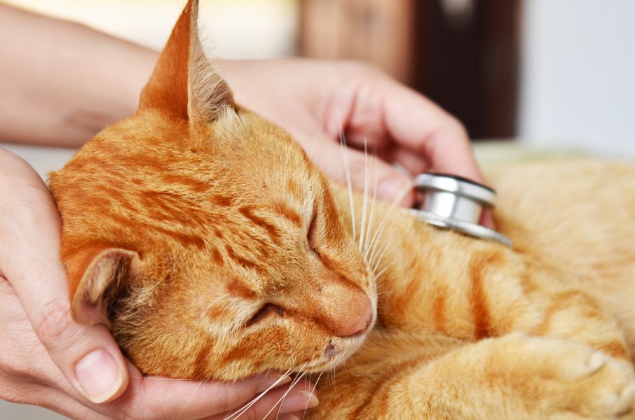 Veterinarian examining a kitten