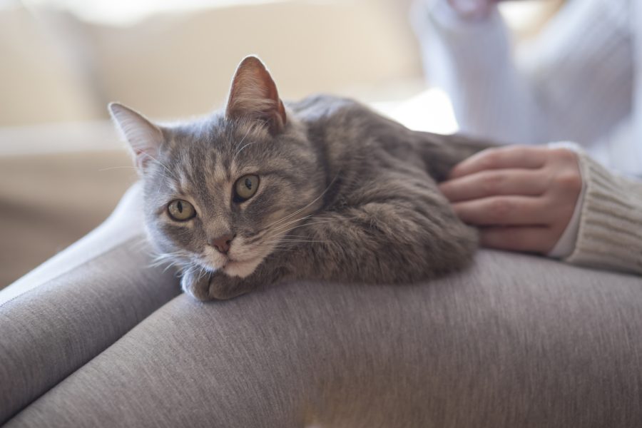 Furry tabby cat lying on its owner's lap, enjoying being cuddled and purring.