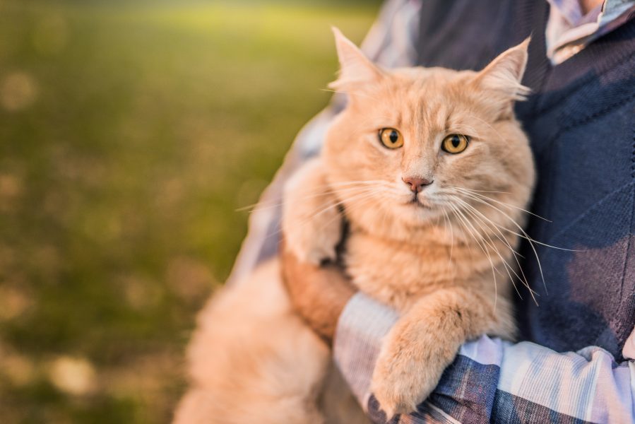 Beautiful Maine Coon cat loves being taken outdoors by his owner. Autumn day.