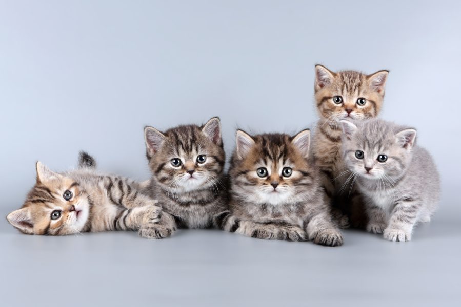 five kittens