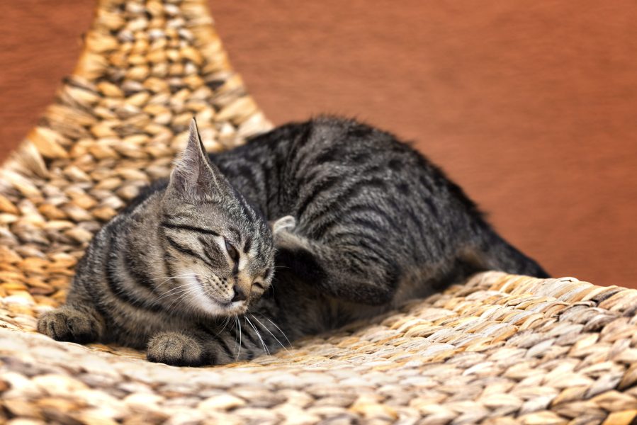 scraping cat on a wicker chair in garden