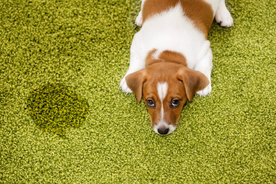 Puppy Jack russell terrier lying on a carpet and  looking up guilty.