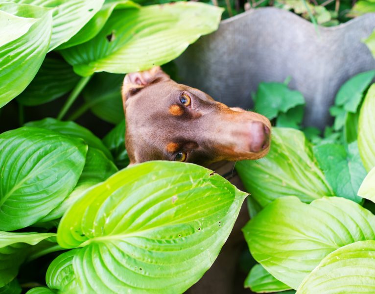 The brown dachshund sits in a grass. Top view.