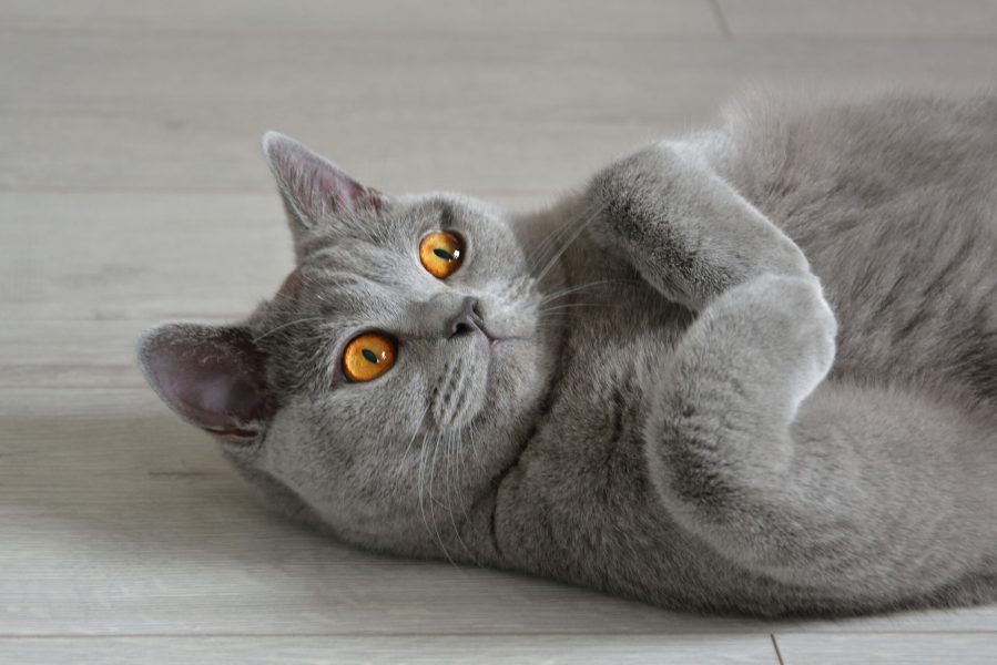 Portrait of a british shorthair cat with expressive orange eyes, that's laying on the floor.