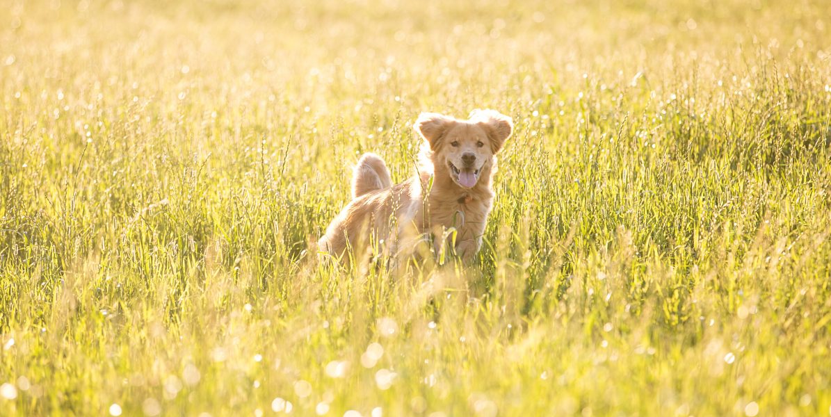 golden retriever dog running fast through tall grass