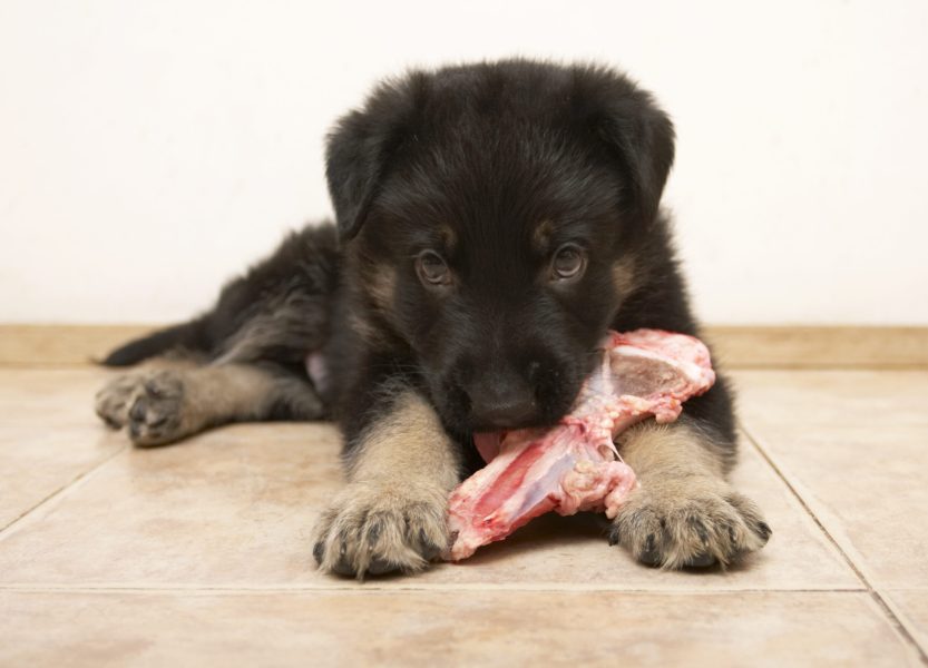 the sheep-dog puppy gnaws a bone