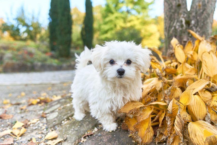 A little white Maltese dog standing next to the leaves.