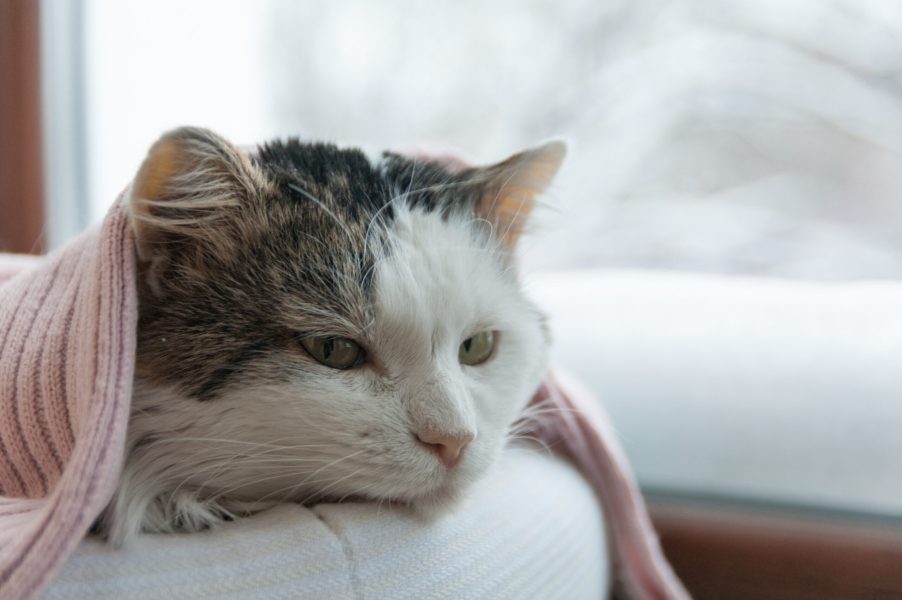 cat lies on the window in winter