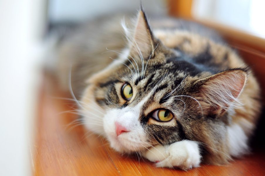 fluffy cat with yellow eyes and big ears lying near the window