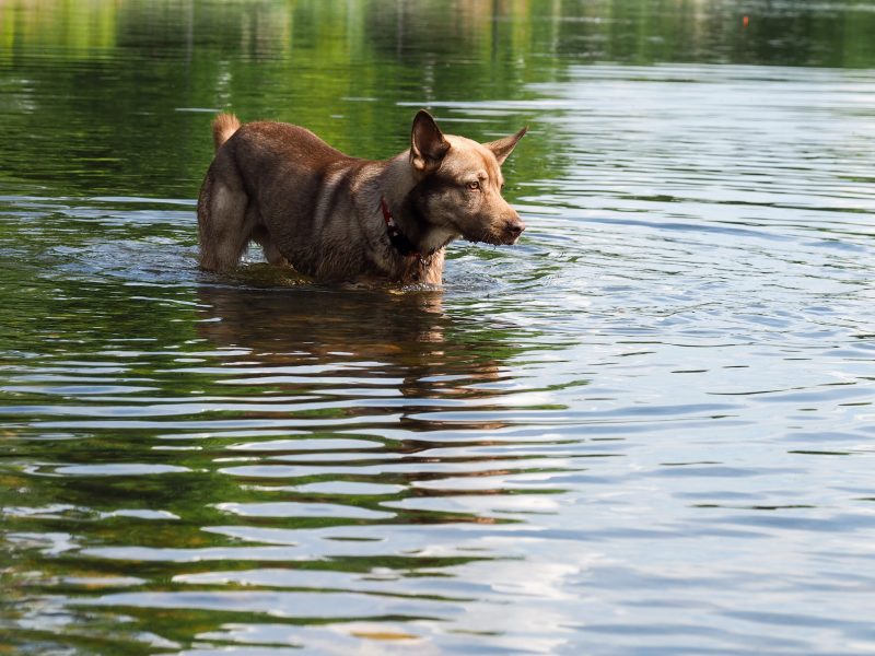 The dog is bathed. Splashes, drops of water. The summer heat, Park