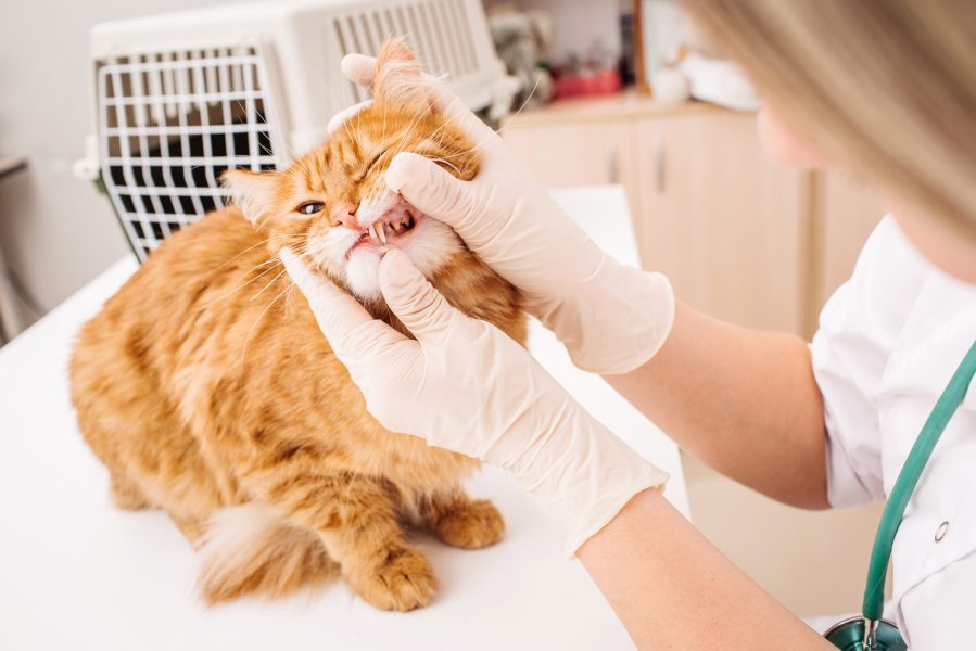 veterinarian checks teeth to a cat. medicine, pet, health care and people concept