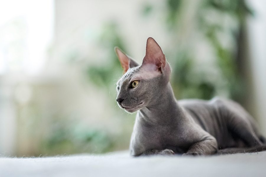 A beautiful gray sphinx cat sitting on a white background.