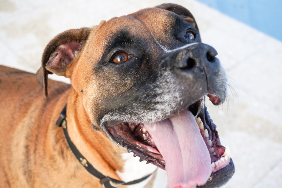 Happy dog sticks out tongue and prances