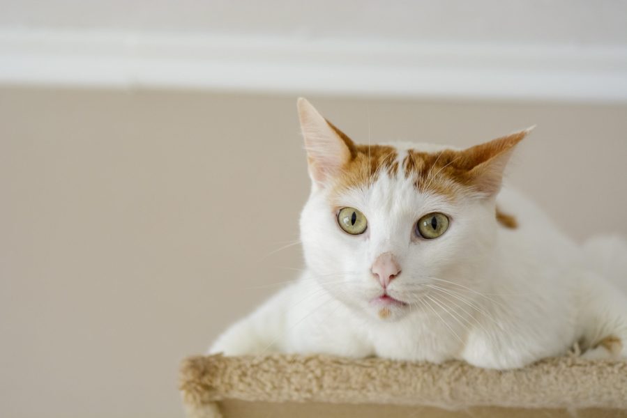 White cat being interrogative looking at the camera