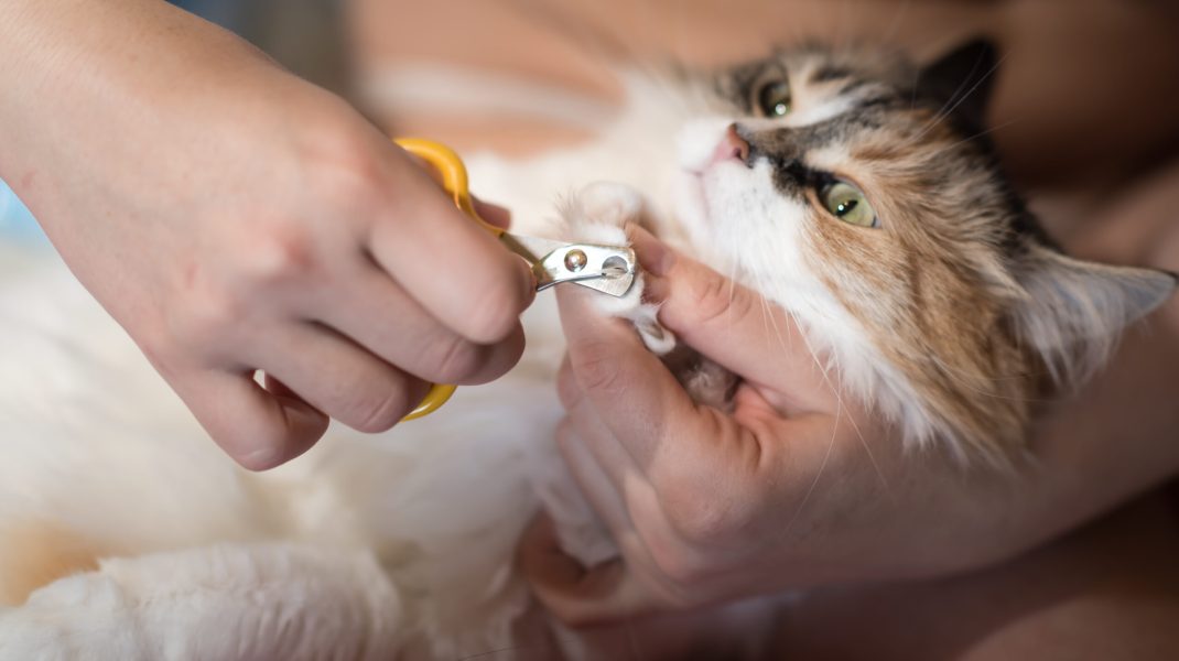 Cat getting a nail trim