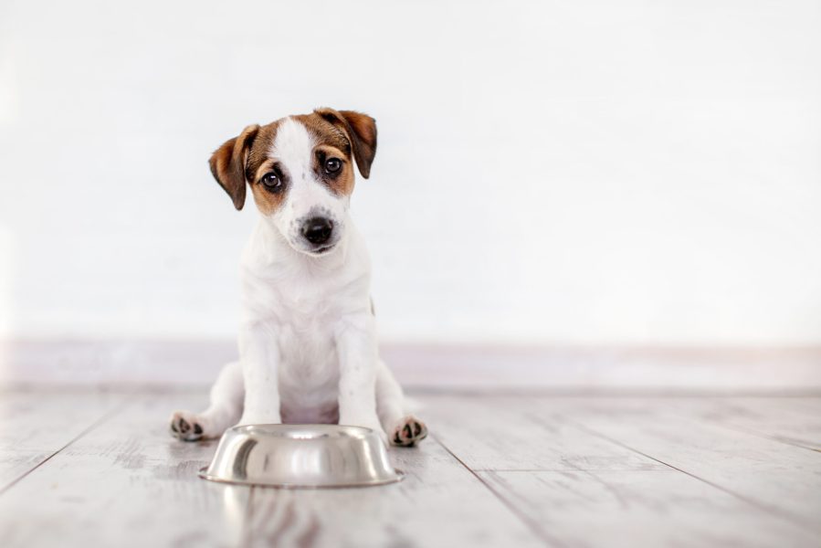 Dog eating food from bowl. Puppy jackrussell terier with dogs food