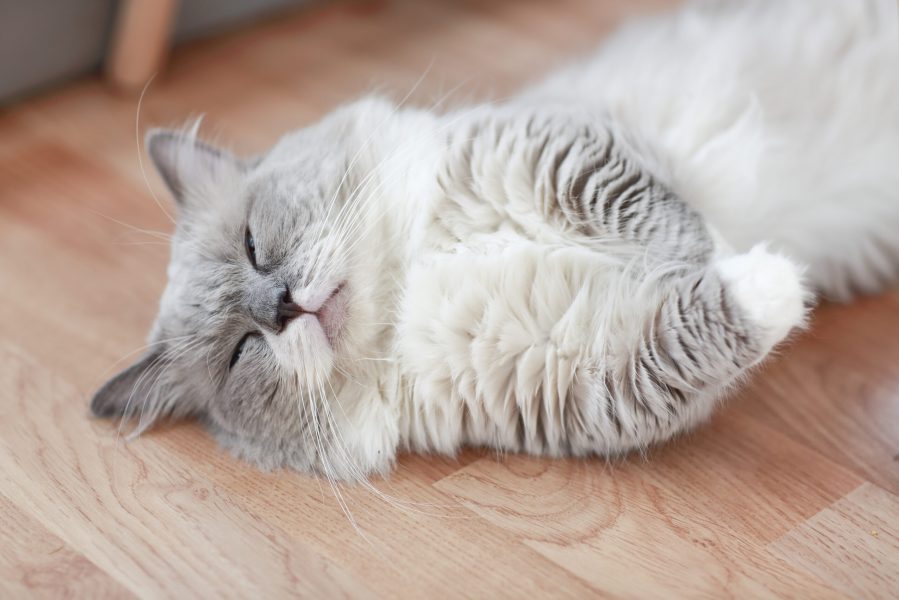 cute persian lying on floor