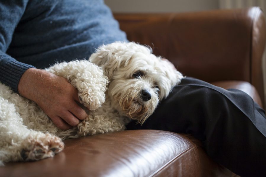 Adorable dog which is a mix between shih tzu and bichon frise