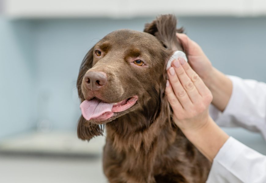 Vet cleaning dogs ear at vet clinic.