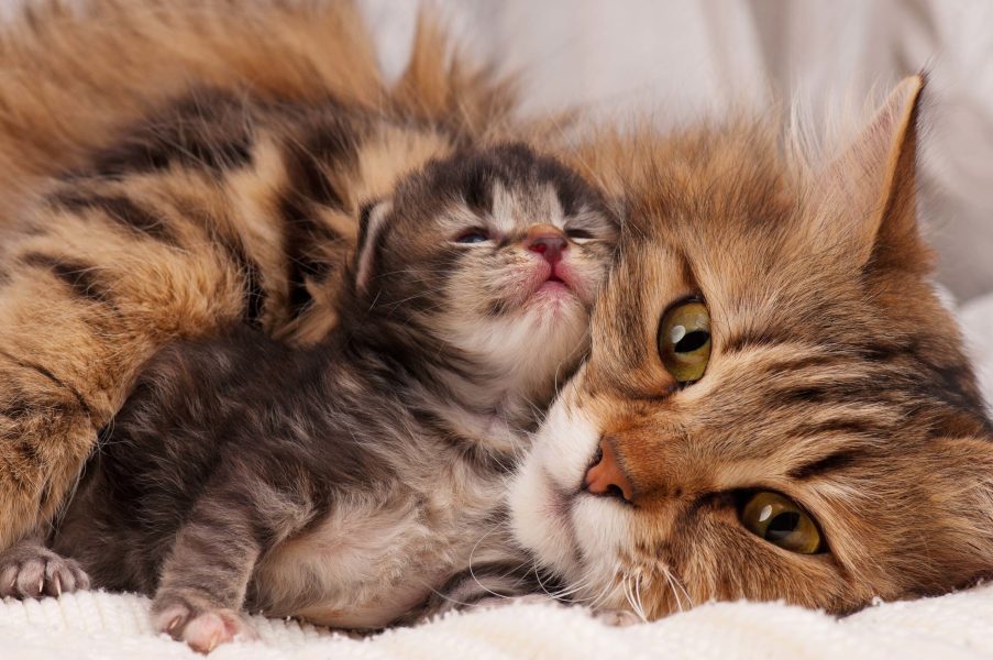 Lovely siberian cat with newborn kitten close-up