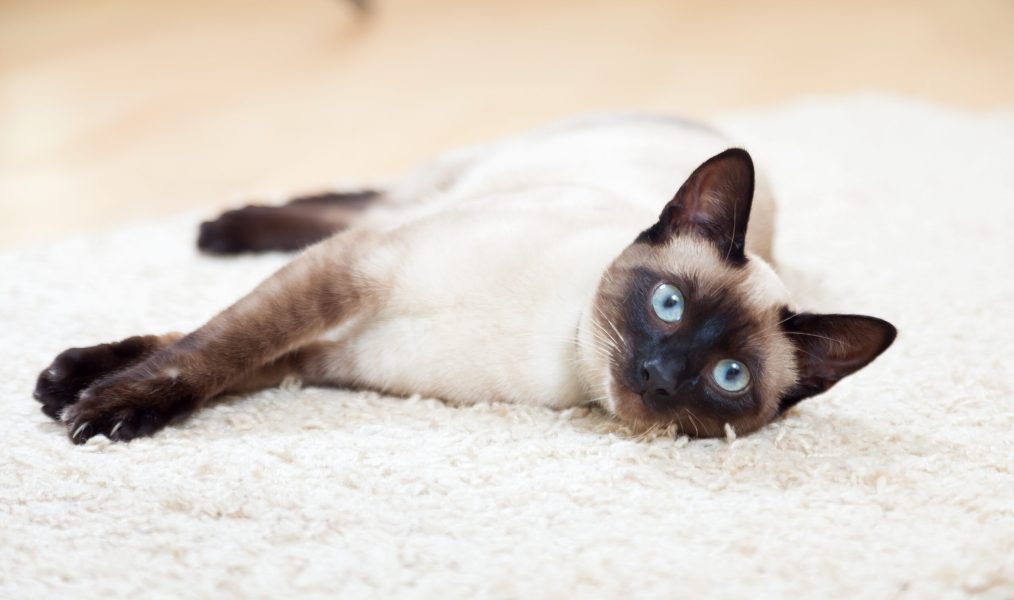 Siamese cat lying on  floor