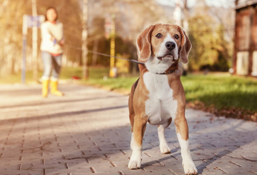 Beagle walk on long lead at the autumn park