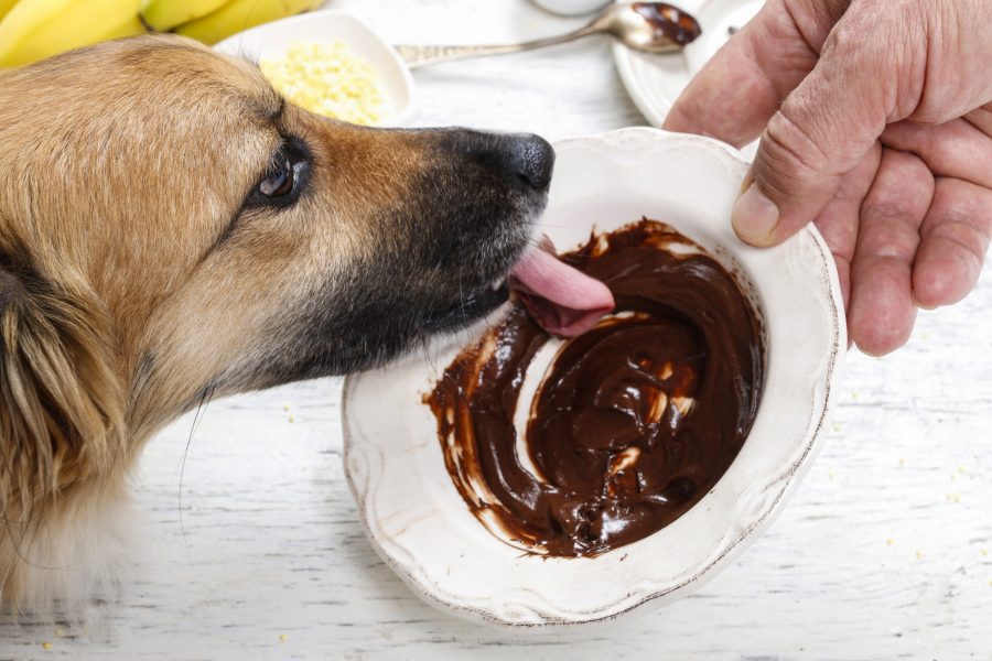 Dog licking chocolate. Tasty dessert