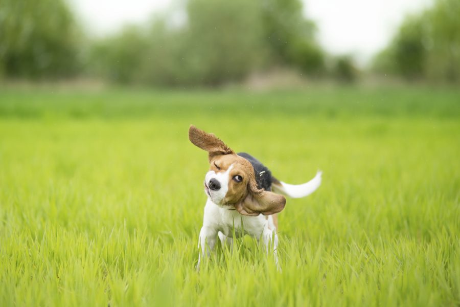 Beagle dog shaking his head