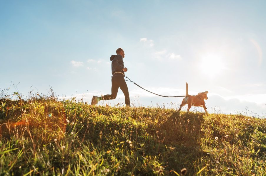 Canicross exercises. Man runs with his beagle dog at sunny morning