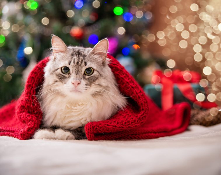 Christmas cat. Portrait of a fat fluffy cat next to a gift box on the background of a Christmas tree and lights of garlands.