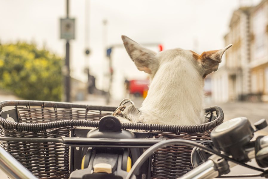 Rear view of dog in basket on bicycle in Dublin, Portobello, Dublin, Ireland.