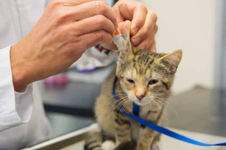 Little kitten is getting ear drops by the veterinarian