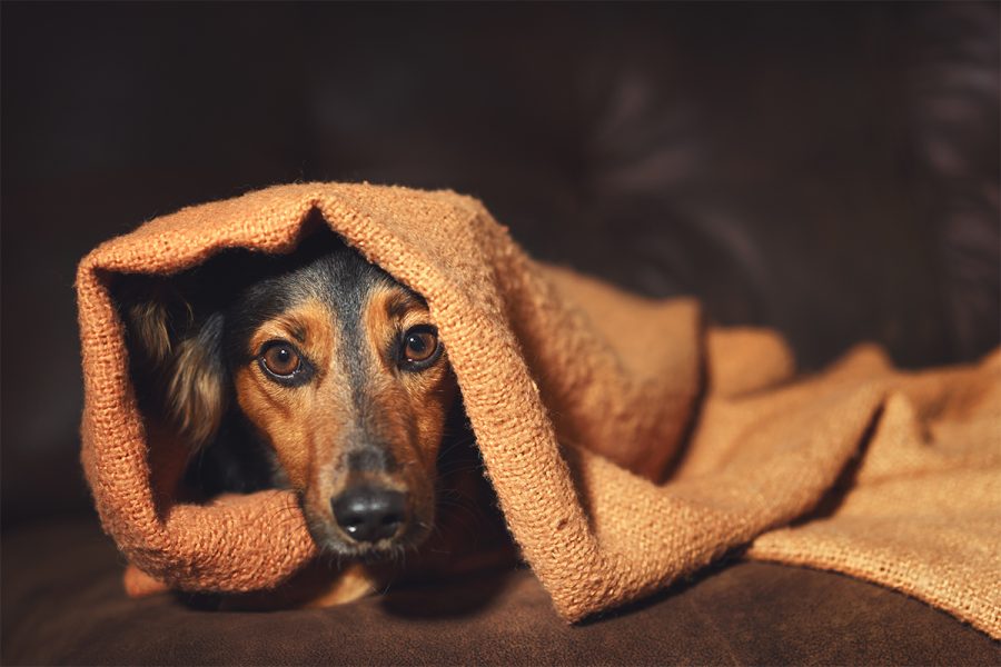 stress-bij-honden-1_1200_0