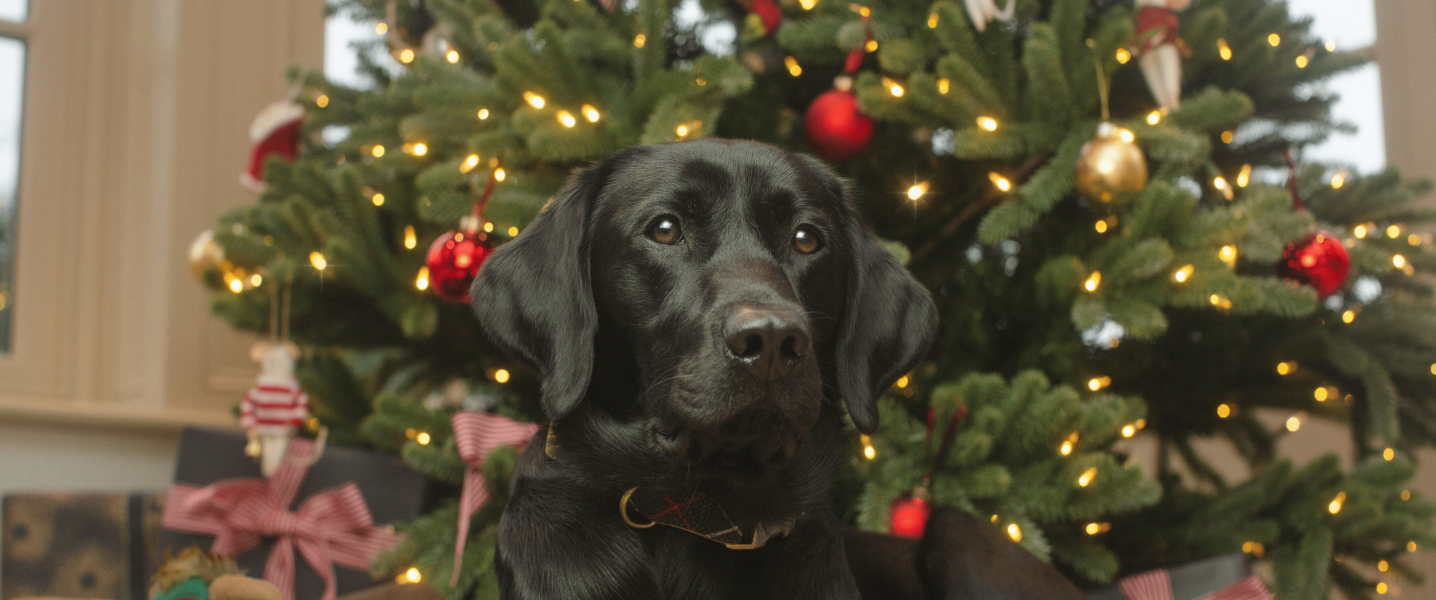 zylkene_campagne_banners_dog_christmas